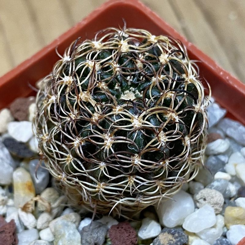 SH28299 Lobivia arachnacantha v. subterranea