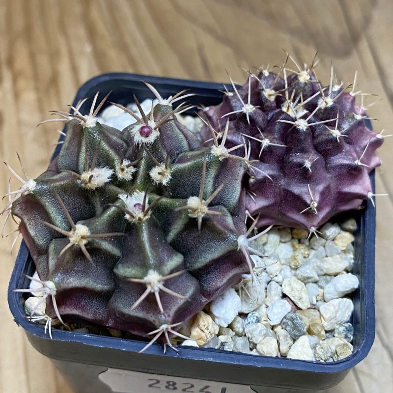 SH28241 Gymnocalycium mihanovichii mix hybrid