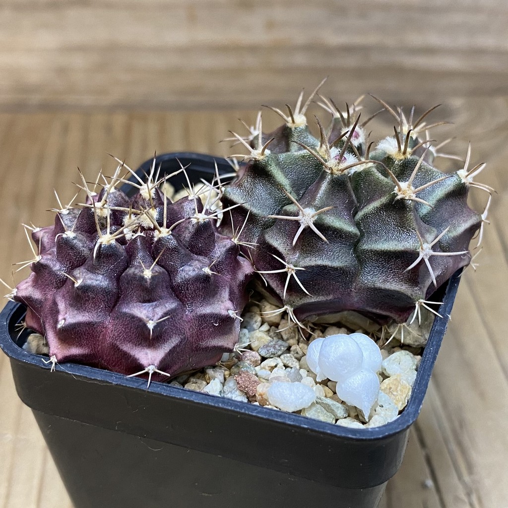 SH28241 Gymnocalycium mihanovichii mix hybrid - Image 2