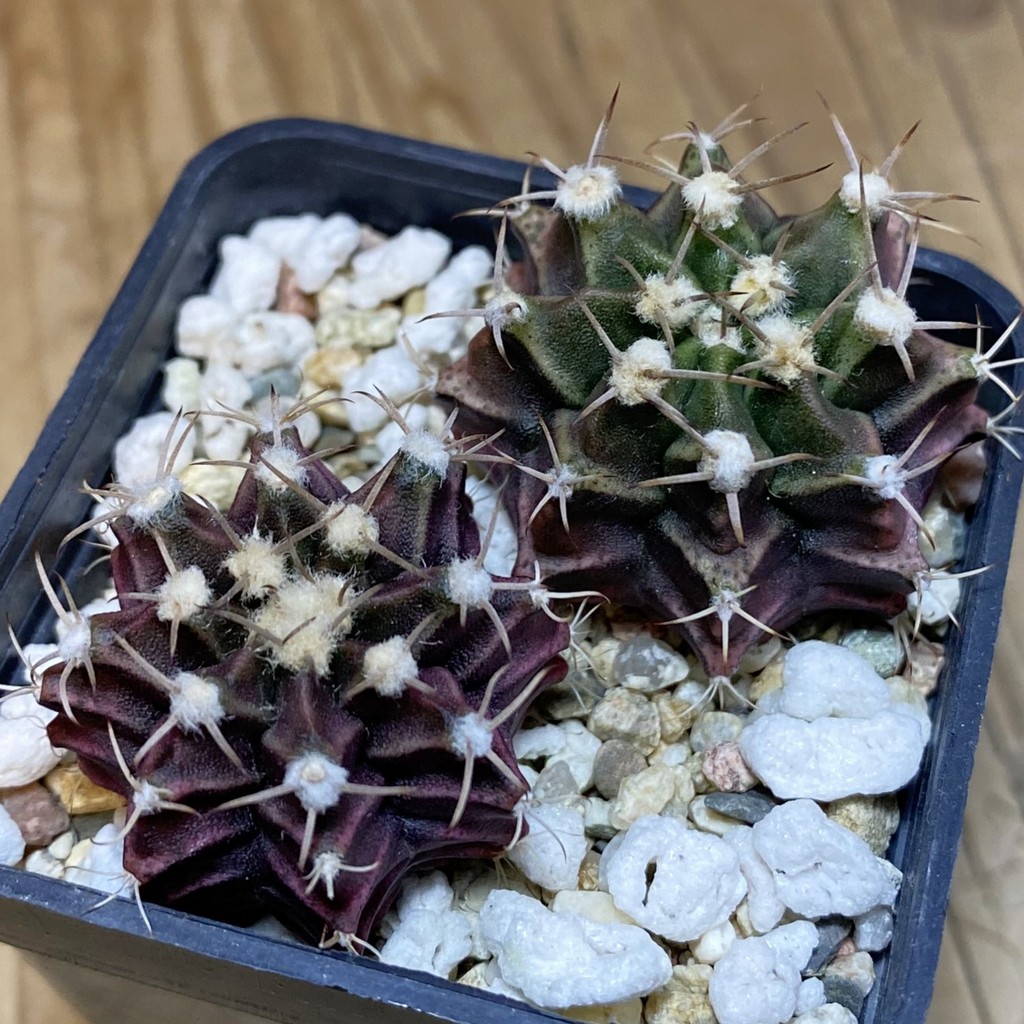 SH28242 Gymnocalycium mihanovichii mix hybrid
