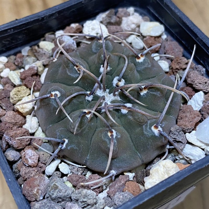 SH28243 Gymnocalycium vatteri v. altautinense
