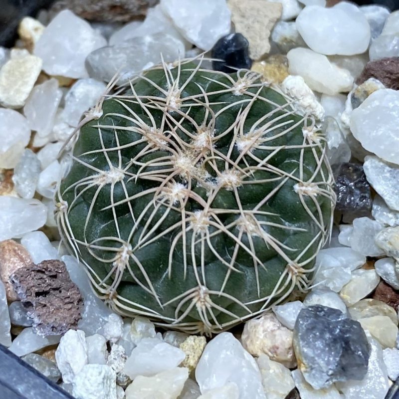 SH28245 Gymnocalycium capillaense