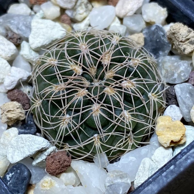 SH28246 Gymnocalycium capillaense