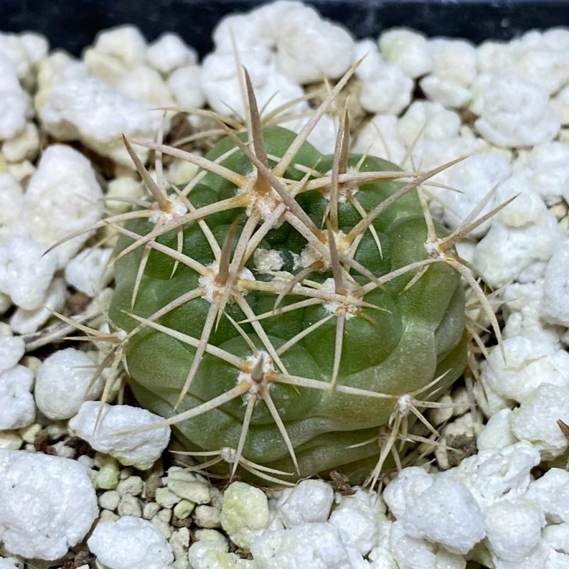 SH28248 Gymnocalycium neuhuberi STO 541