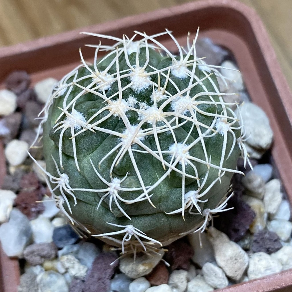 SH28249 Gymnocalycium ubelmannianum GG 979.02