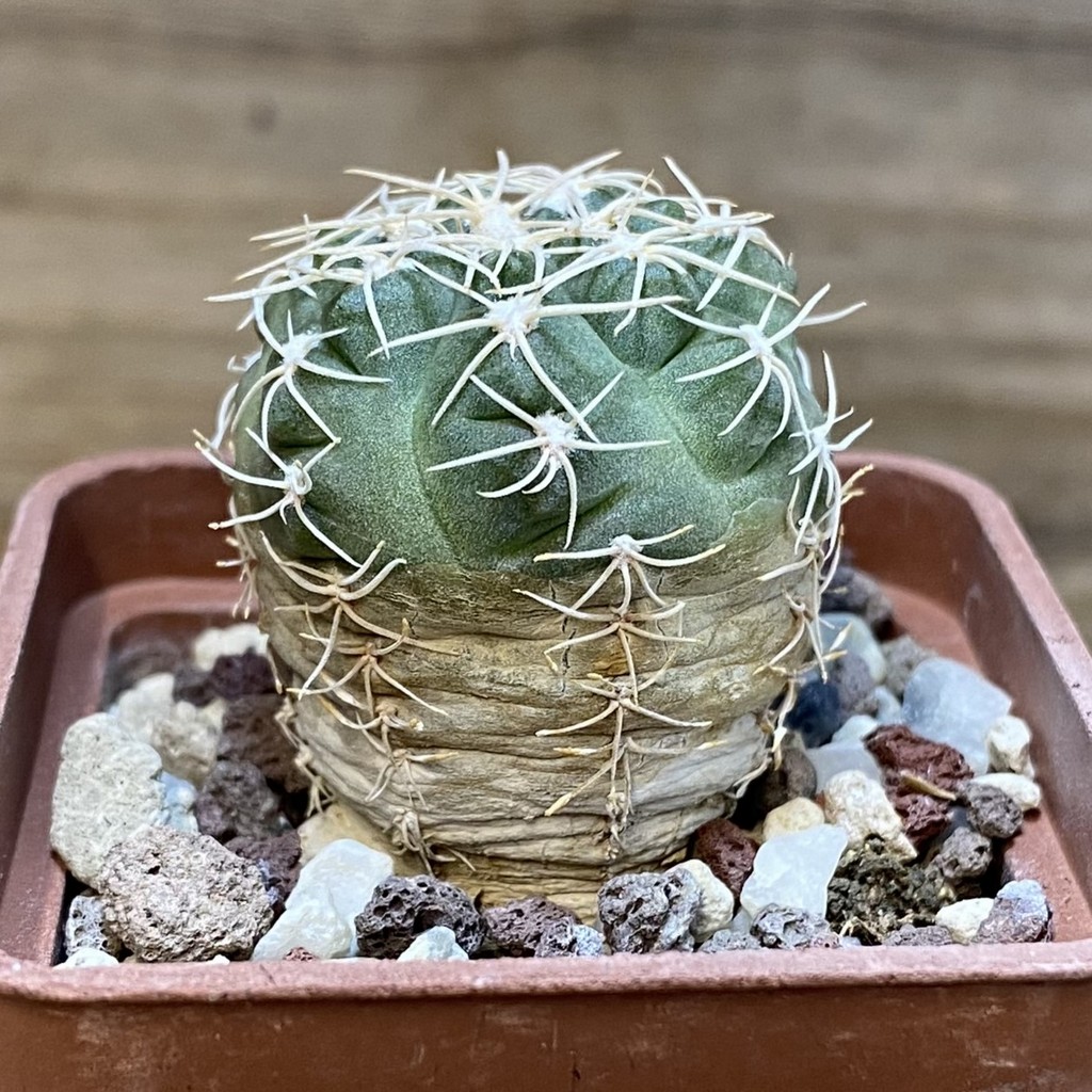 SH28249 Gymnocalycium ubelmannianum GG 979.02 - Image 2