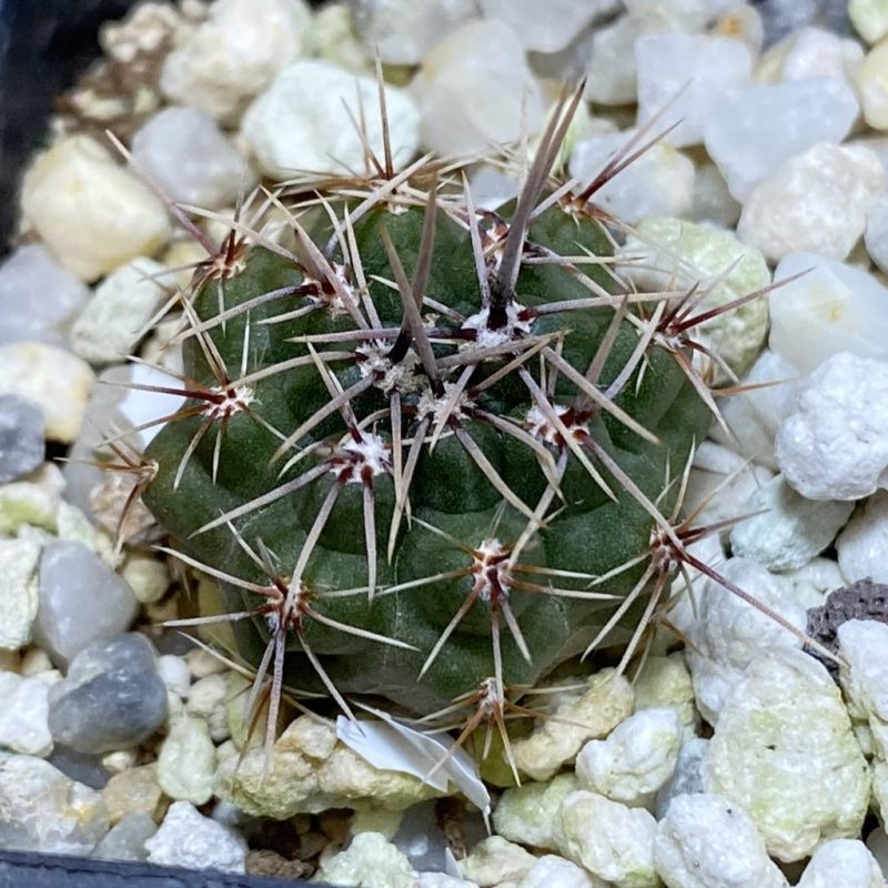 SH28250 Gymnocalycium ventanicola P94