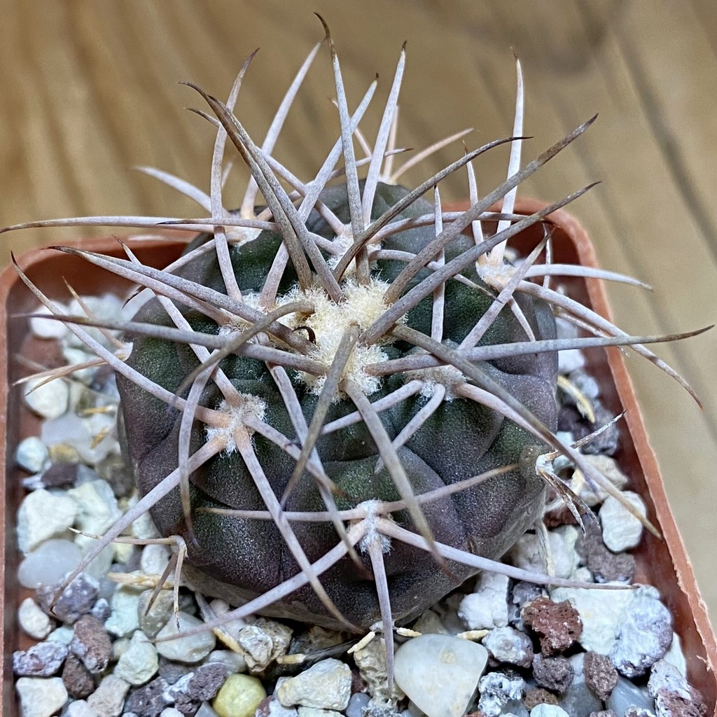 SH28251 Gymnocalycium mazanense v. ferox P 304