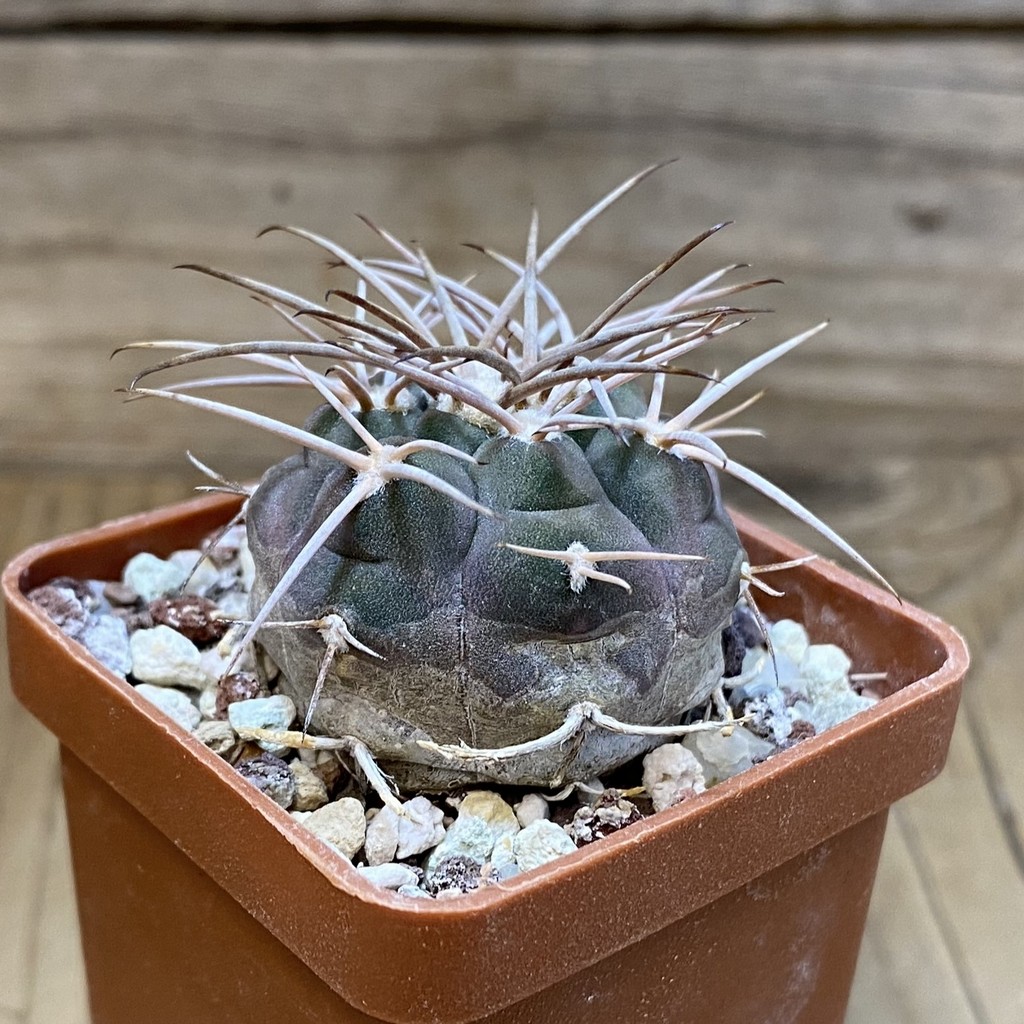 SH28251 Gymnocalycium mazanense v. ferox P 304 - Image 2