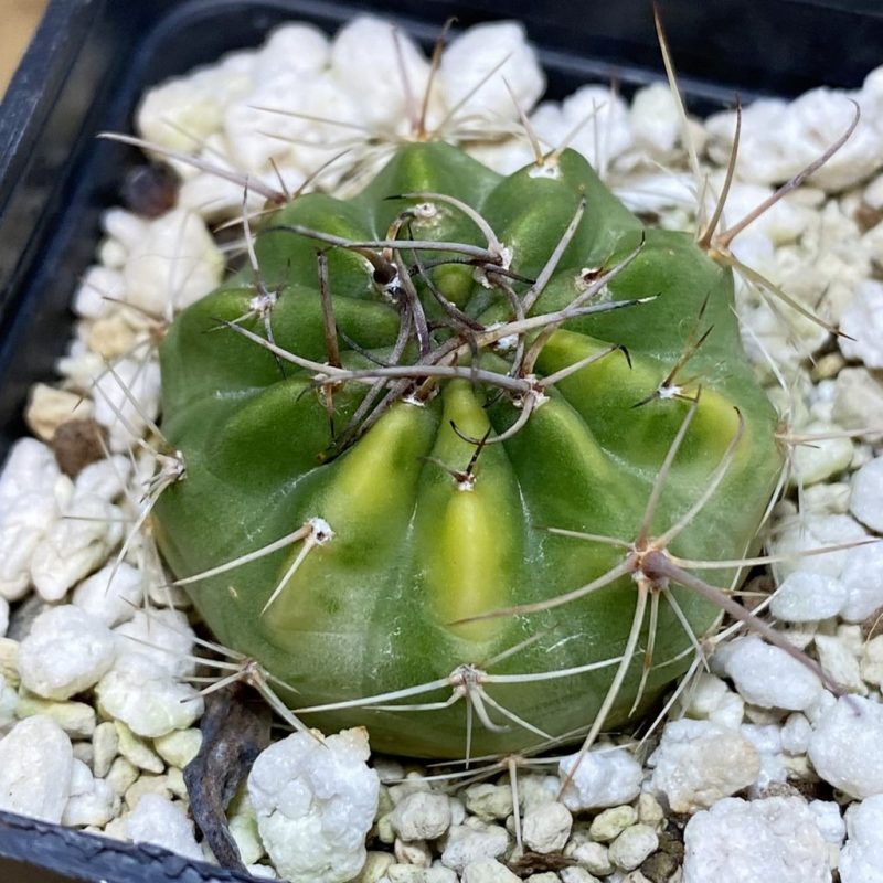 SH28255 Lobivia f. variegata hybrid