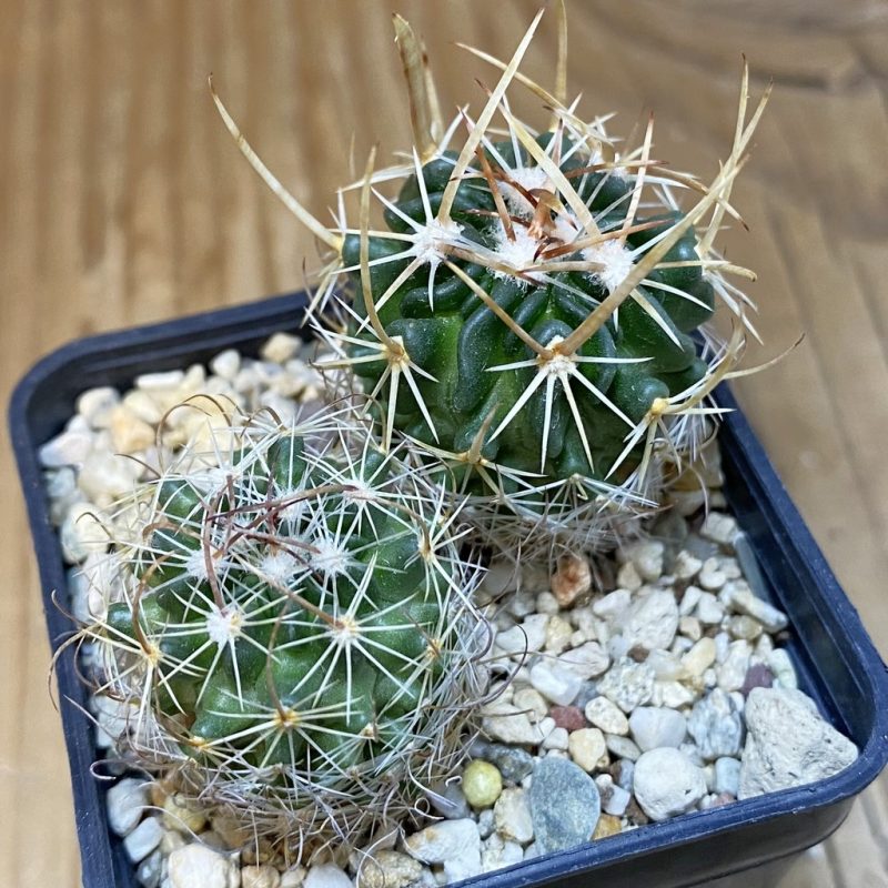 SH28258 Echinofossulocactus arrigens, 2 plants