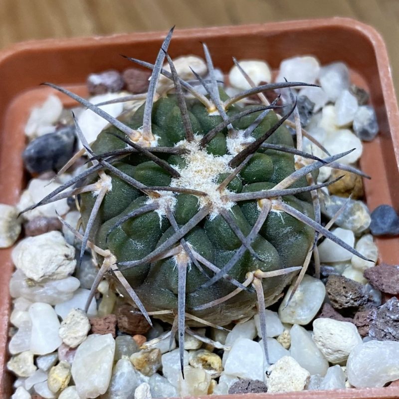 SH28236 Gymnocalycium spegazzinii v. major