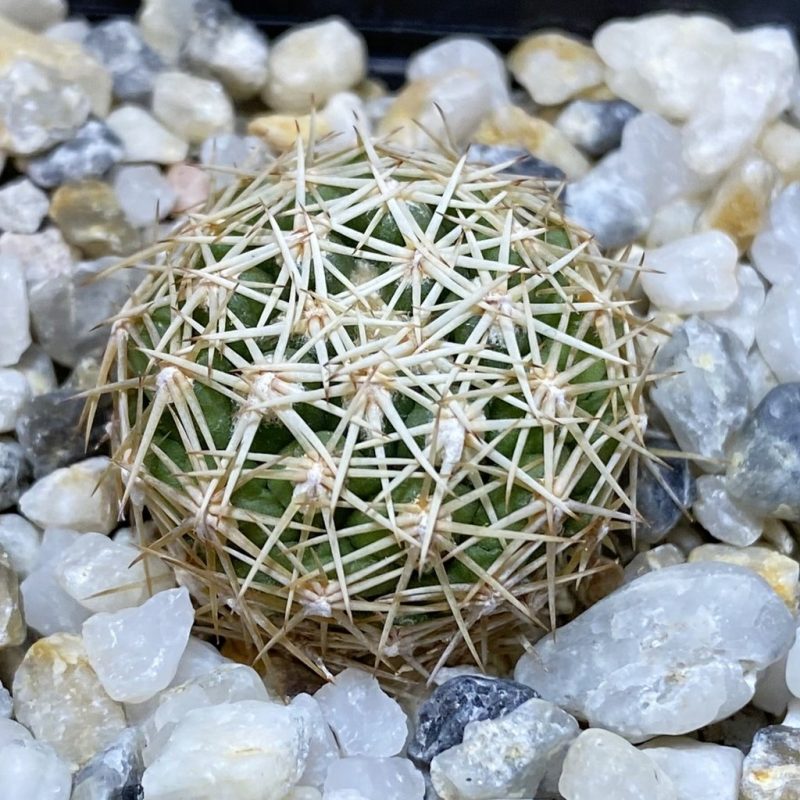 SH28260 Coryphantha aff. radians