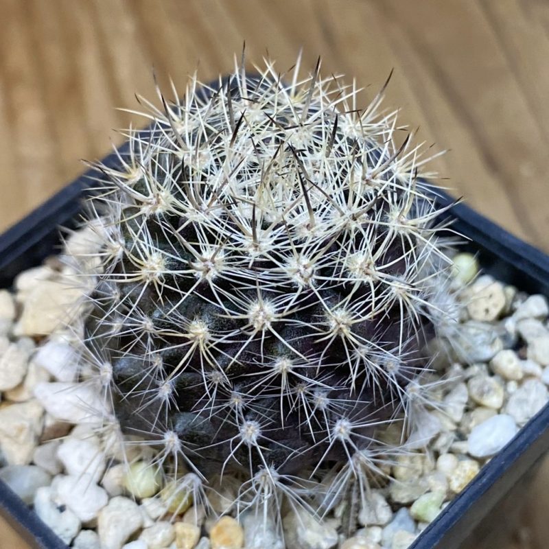 SH28261 Neoporteria eriosyzoides