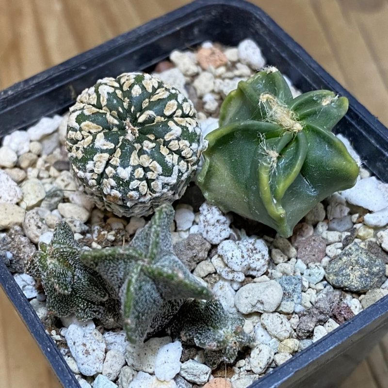 SH28262 Astrophytum mix, 3 plants