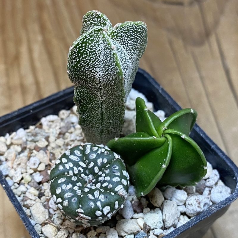 SH28263 Astrophytum mix, 3 plants