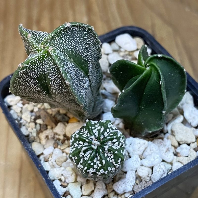 SH28265 Astrophytum mix, 3 plants