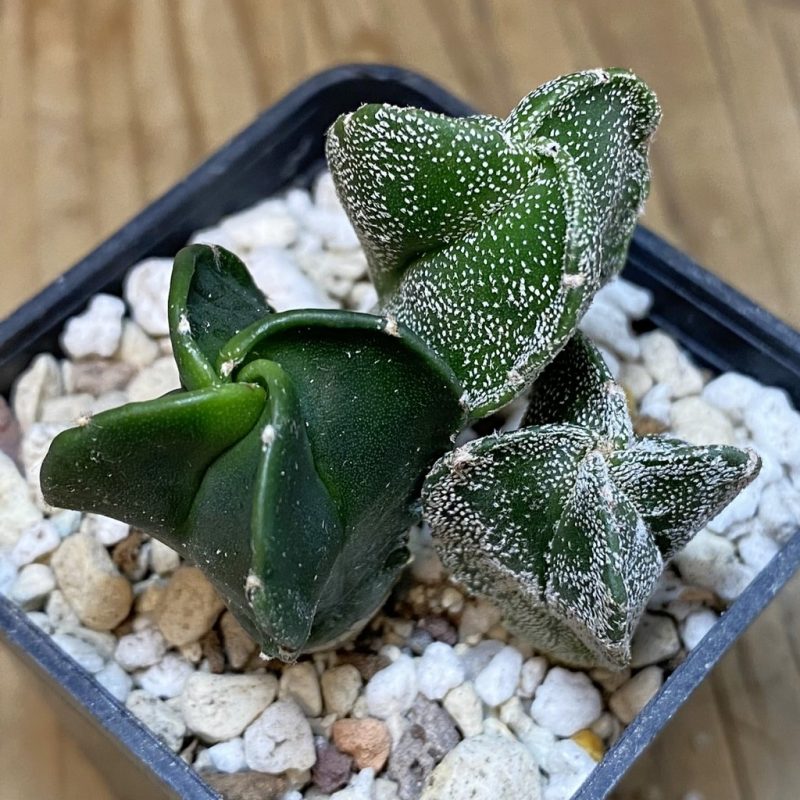 SH28266 Astrophytum mix, 3 plants