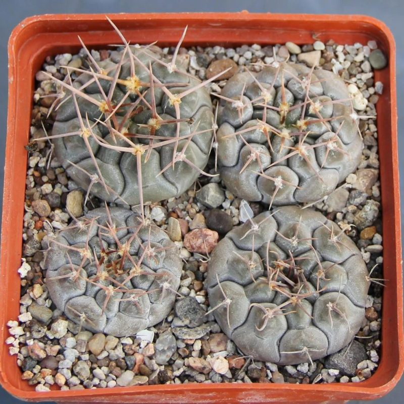 LOT1000 20 SEEDS Gymnocalycium prochazkianum simile VoS05-150 harvest 2025