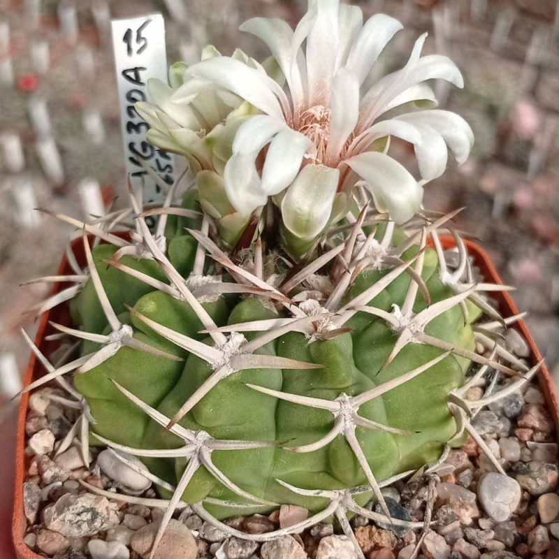 LOT1006  20 SEEDS  Gymnocalycium ferox VG320A   2025