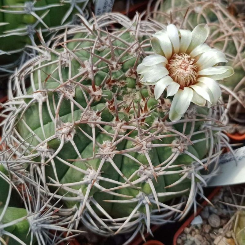 LOT1007  20 SEEDS  Gymnocalycium ferox GN395-1307   2025