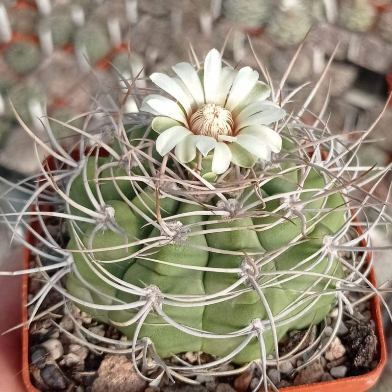 LOT1008  20 SEEDS  Gymnocalycium ferox VG1082   2025