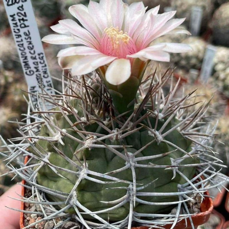 LOT1010  20 SEEDS  Gymnocalycium catamarcense P72A   2025