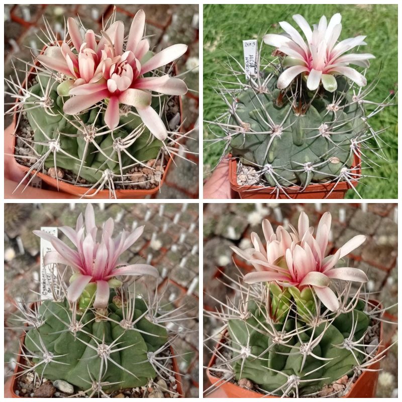 LOT1011  20 SEEDS  Gymnocalycium mostii v.genseri VG341   2025