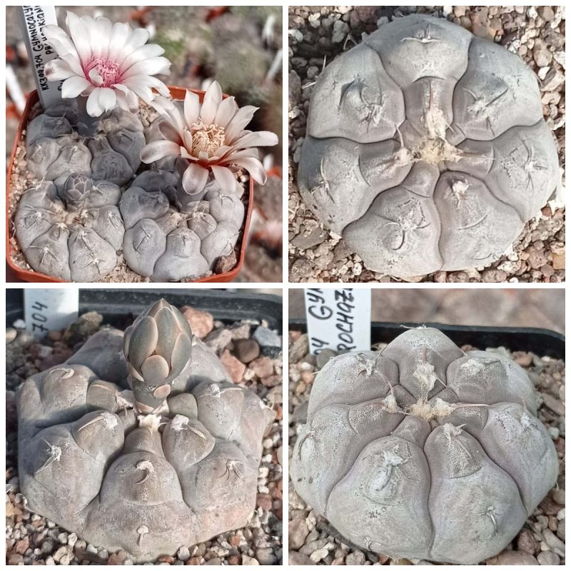 LOT1012  20 SEEDS  Gymnocalycium prochazkianum VG345   2025