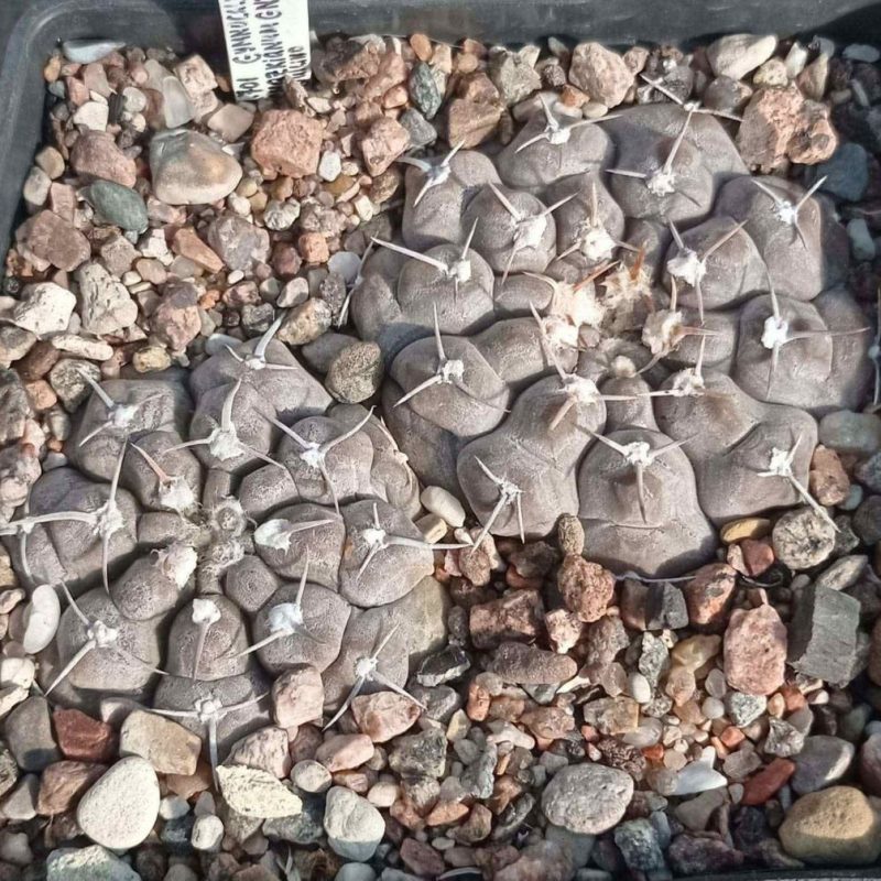 LOT1013  20 SEEDS  Gymnocalycium prochazkianum GN747/4024   2025