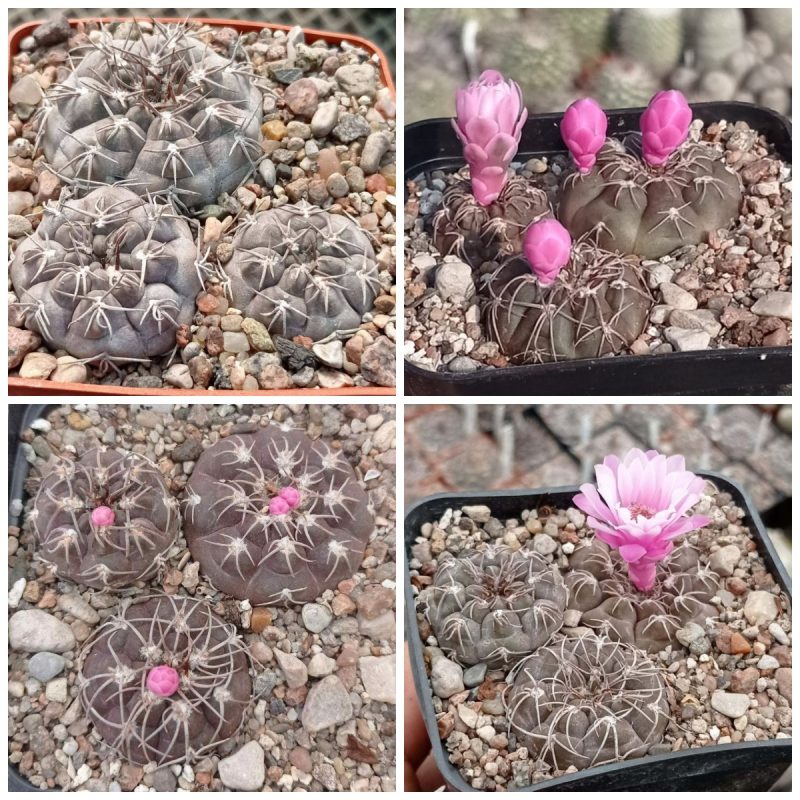 LOT1014  20 SEEDS  Gymnocalycium ferrari VG194 -Selected form-  2025