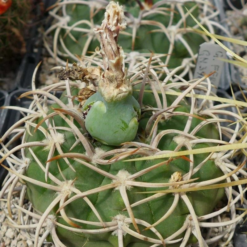 LOT1015  20 SEEDS  Gymnocalycium ferox GN396-1311  2025