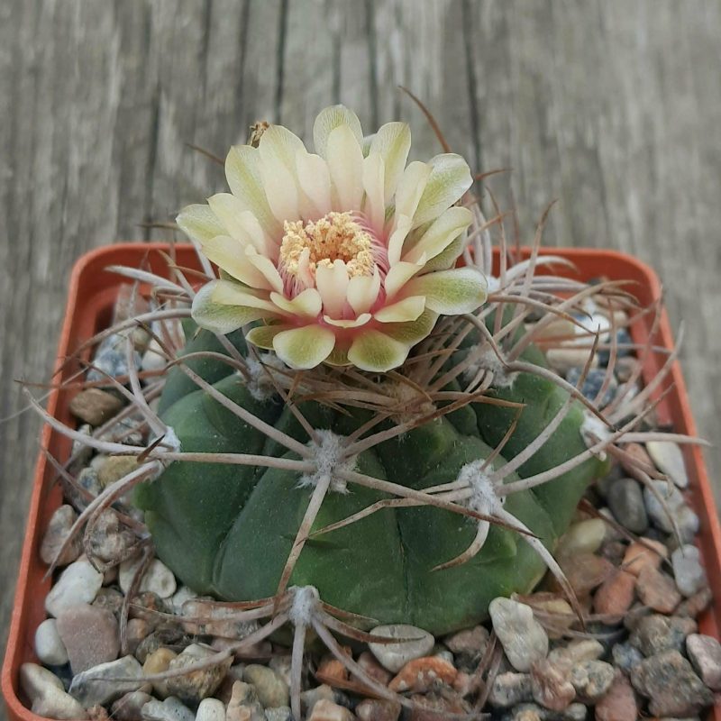 LOT1016  20 SEEDS  Gymnocalycium mazanense VG383A  2025