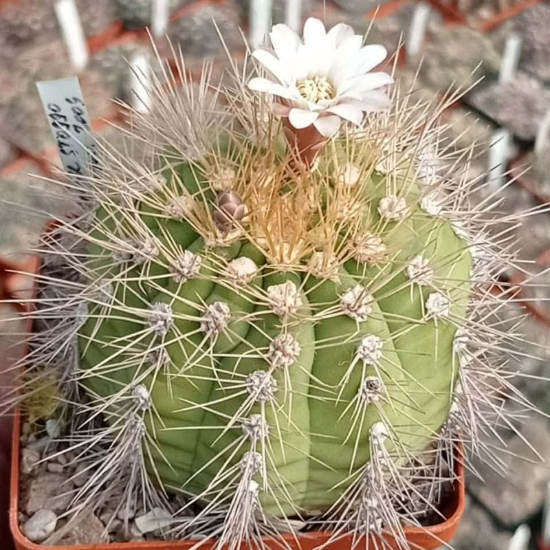 LOT1017  20 SEEDS  Gymnocalycium chacoense VoS260    2025