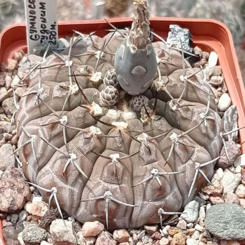 LOT1018  20 SEEDS  Gymnocalycium bodenbenderianum v. paucispinum f. platygonum   VG065/1  2025