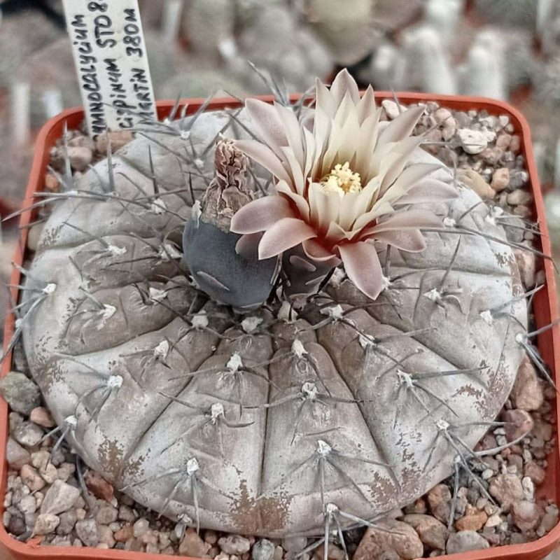 LOT1019  20 SEEDS  Gymnocalycium bodenbenderianum v. paucispinum  STO88-121  2025