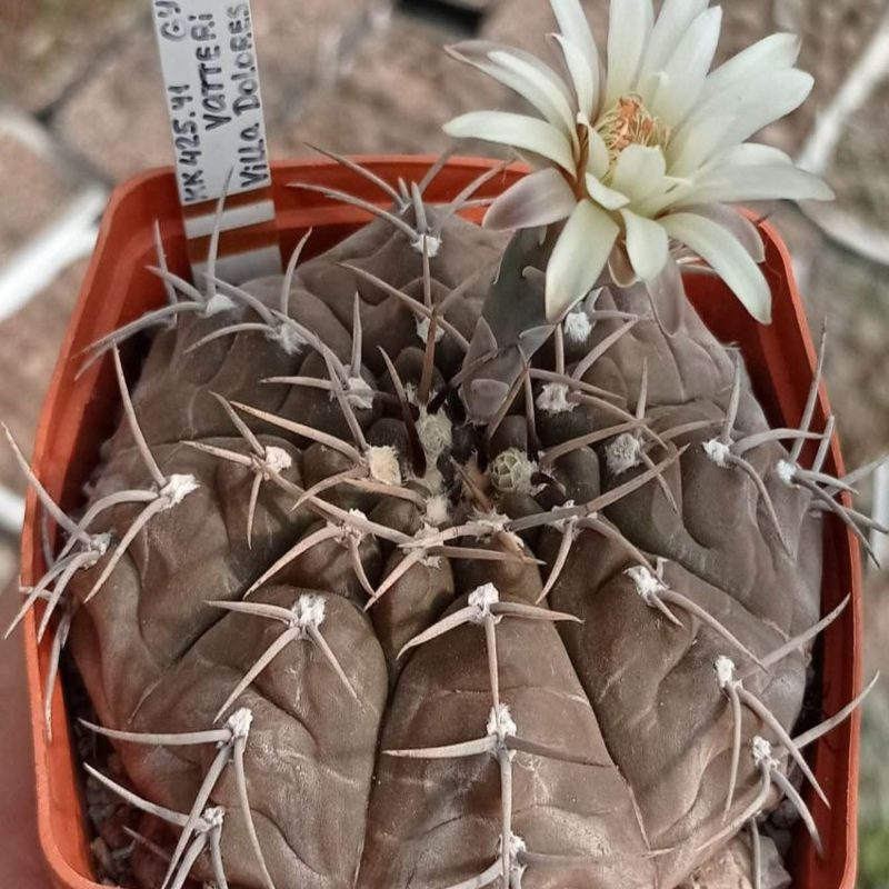 LOT1020  20 SEEDS  Gymnocalycium vatteri v.altautiniense VG299  2025