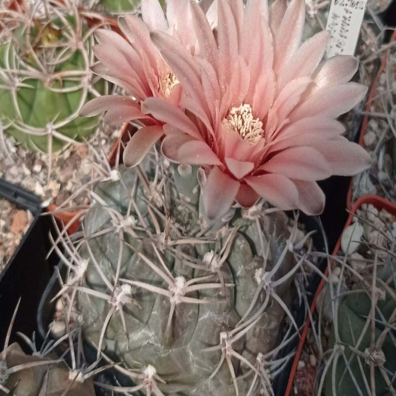 LOT1022  20 SEEDS  Gymnocalycium fischeri JO1441.1  2025