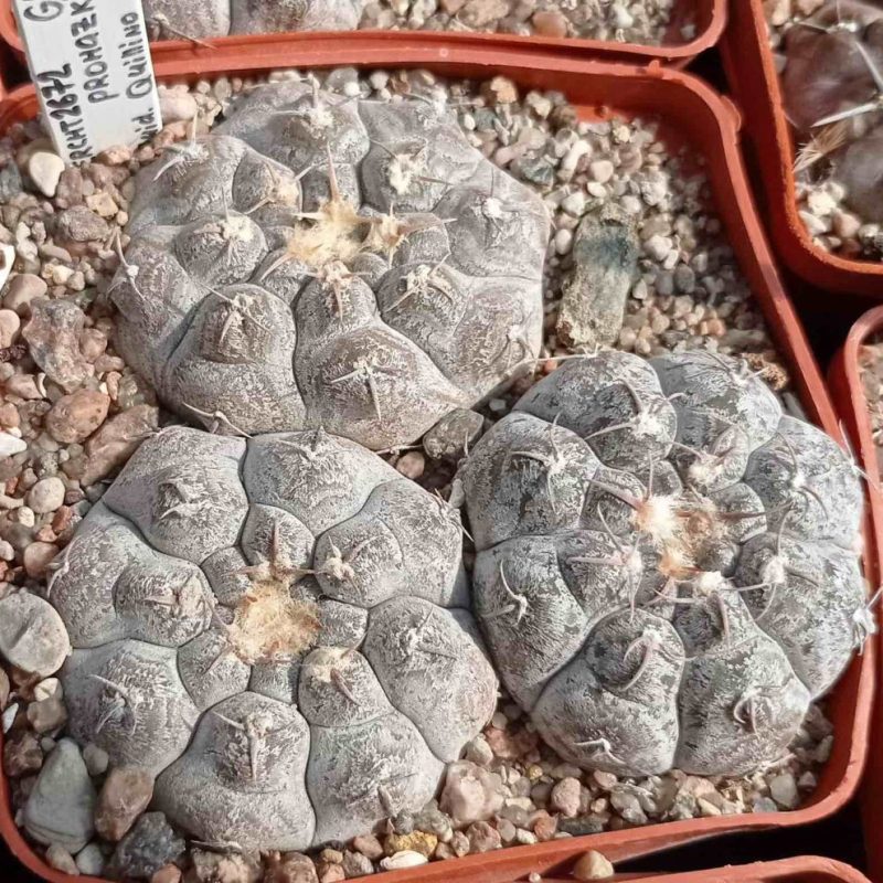 LOT1024  20 SEEDS  Gymnocalycium prochazkianum STO1581  2025
