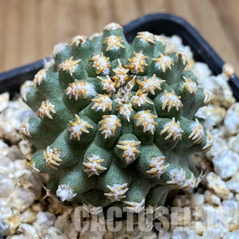 LOT1046 10 SEEDS Pygmaeocereus bieblii , 2025