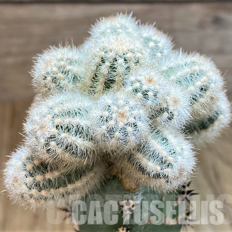 LOT1047 10SEEDS Pygmaeocereus akersii , 2025