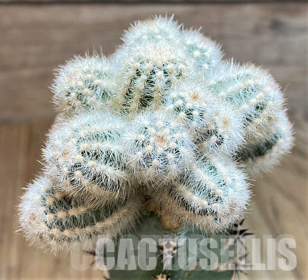 LOT1047 10SEEDS Pygmaeocereus akersii , 2025