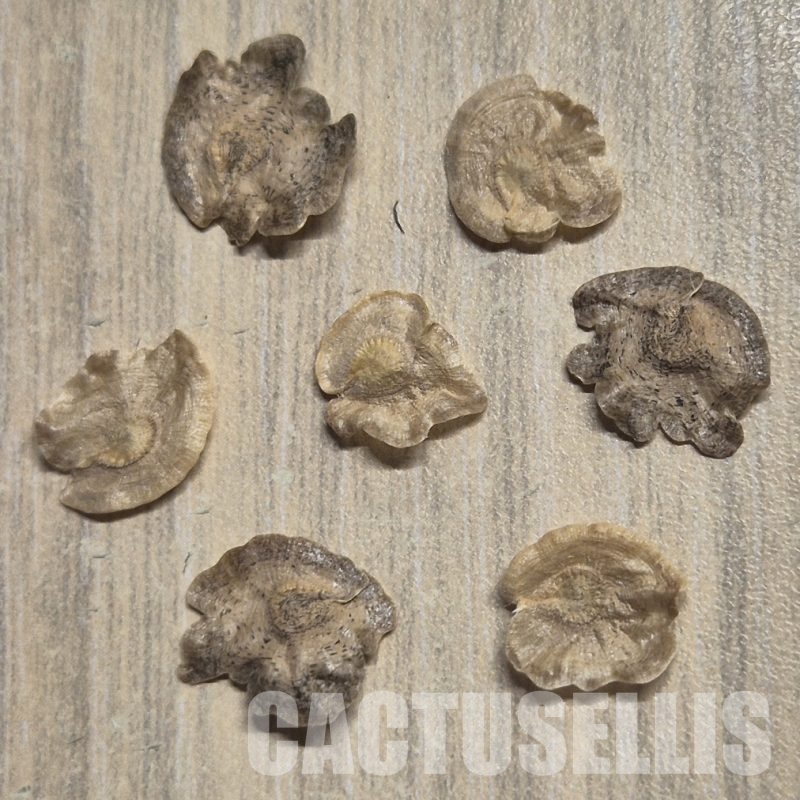 LOT1050 5SEEDS Pterocactus megliolii HU349 , 2025