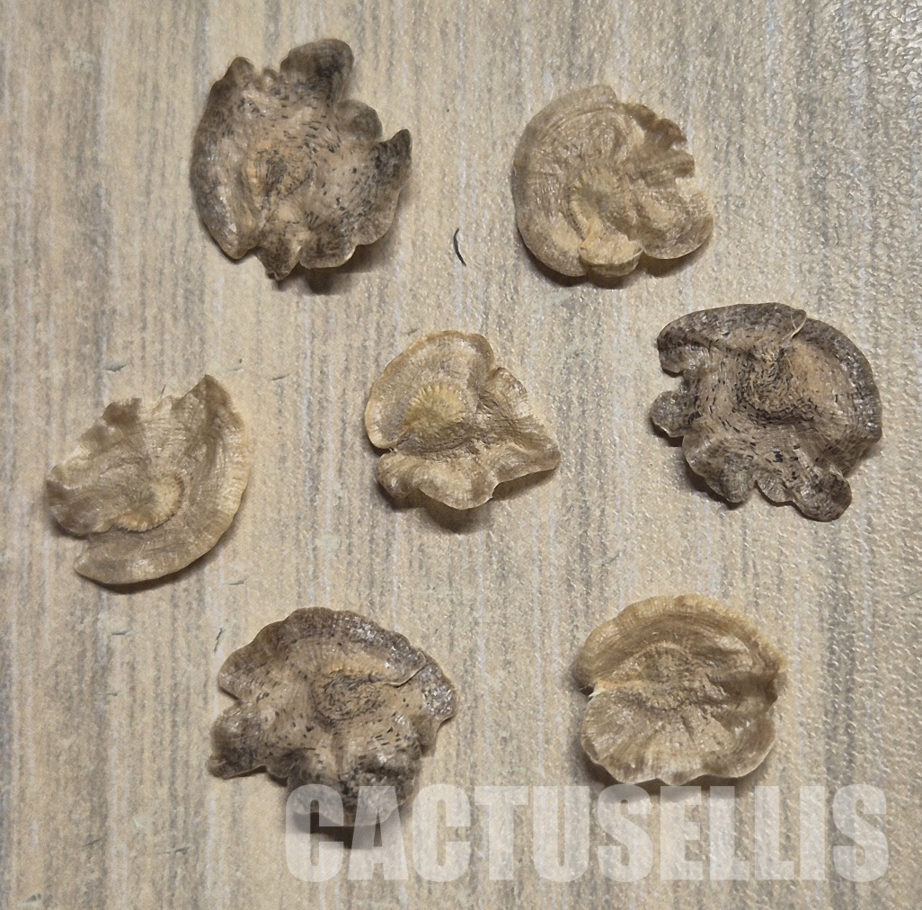 LOT1050 5SEEDS Pterocactus megliolii HU349 , 2025