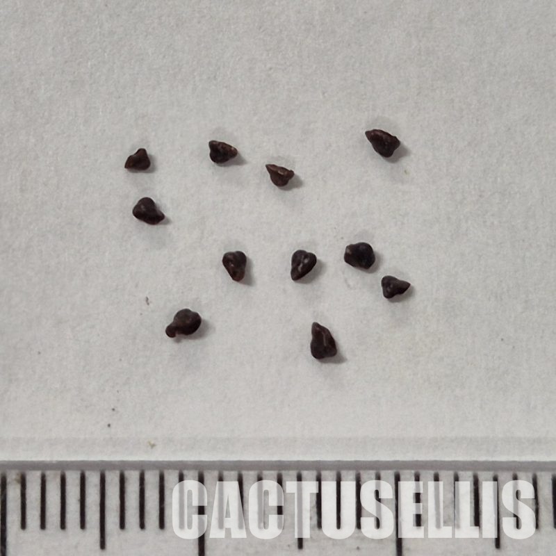 LOT1051 10SEEDS Matucana madisoniorum f. albiflora , 2025