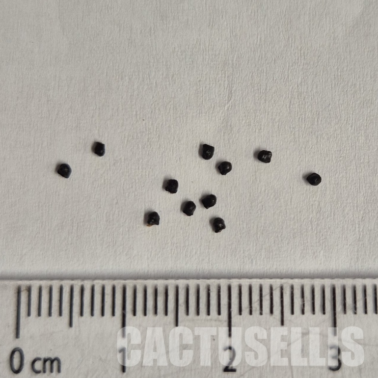 LOT1056 10 SEEDS Discocactus insignis HU 347 , 2025