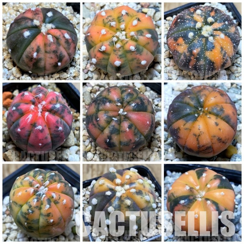 LOT1057 10 SEEDS Astrophytum asterias ‘Purple Skin Red’ -Tailand- mix 2025