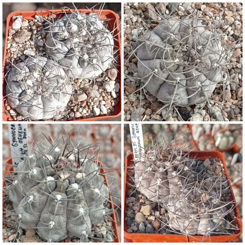 LOT159  20 SEEDS  Gymnocalycium striglianum v.aeneum VG407   2025