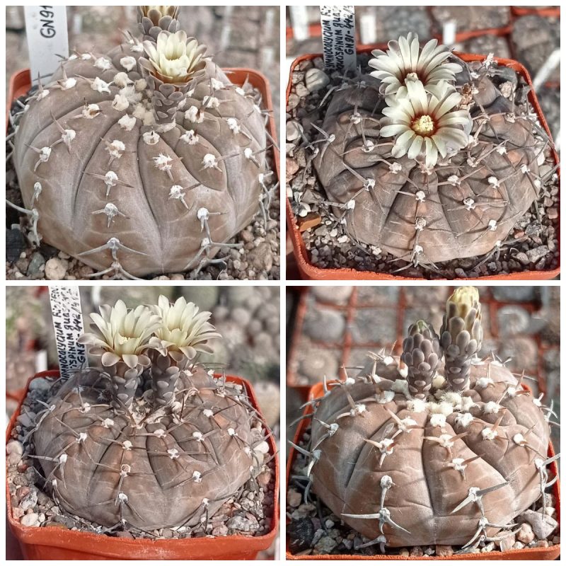 LOT162  20 SEEDS  Gymnocalycium bodenbenderianum v.guasayanense GN91-442/415  2025