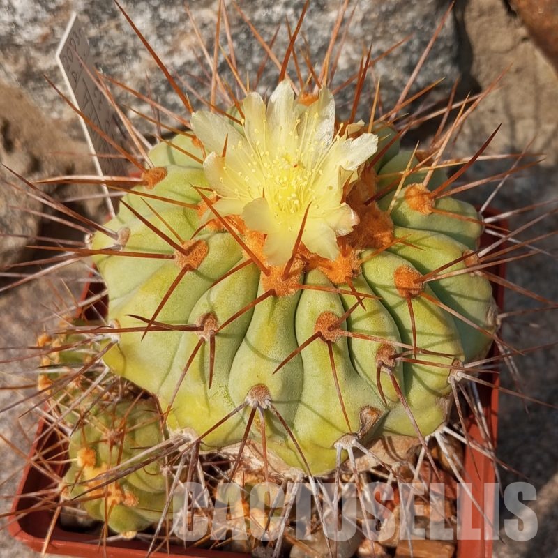 LOT230 10 SEEDS Copiapoa haseltoniana 2025